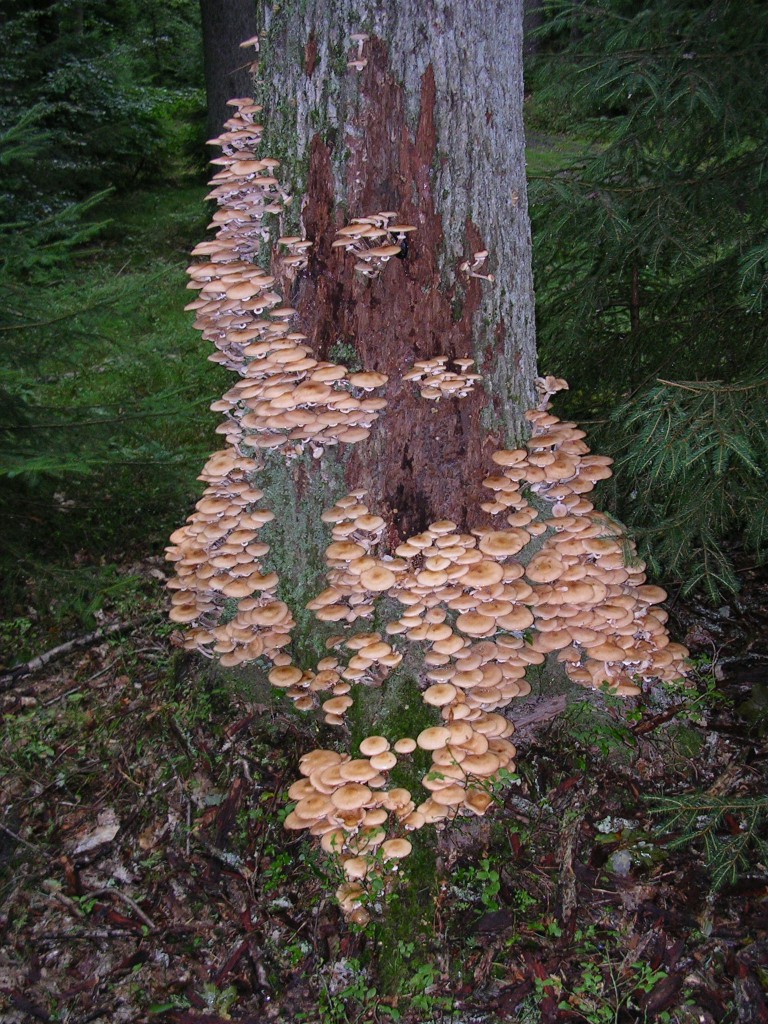 Tomasz Przechlewski. Amarillaria mushroom fruiting bodies on tree trunk [online]. source: http://gardendrum.com/2012/11/18/ornamental-tree-diseases-in-sydney/